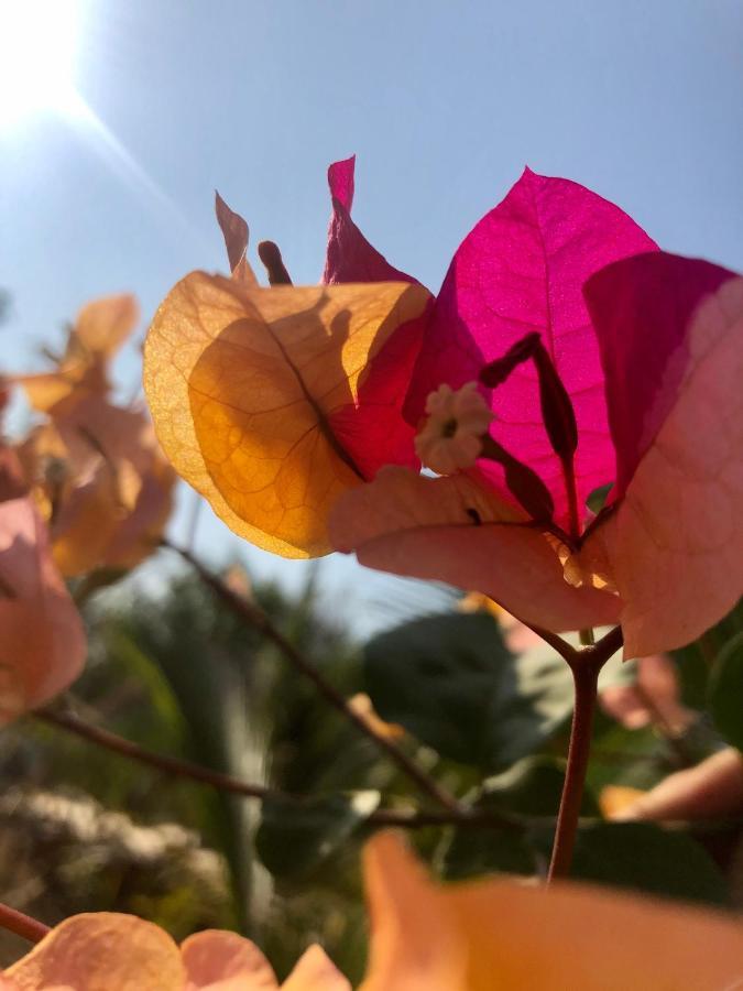Calypso Cabanas El Paredón Buena Vista المظهر الخارجي الصورة